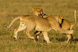 lions